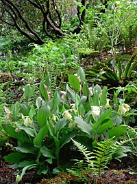 A good spot for cypripediums A good spot for cypripediums