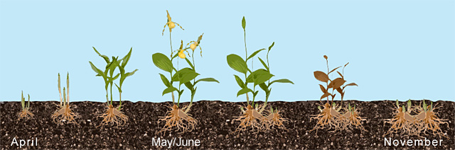 The growing cycle of cypripediums The growing cycle of cypripediums