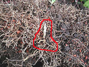 Competition by tree roots Competition by tree roots