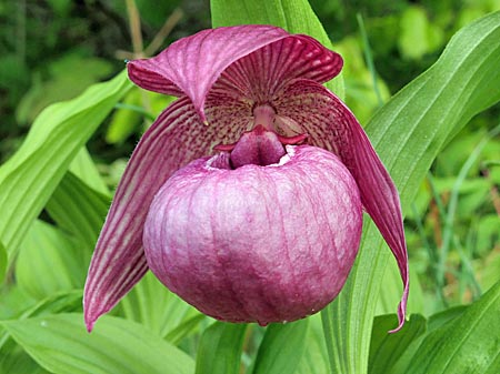 Cypripedium Ann Elizabeth, flower