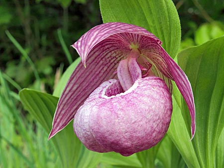 Cypripedium Ann Elizabeth, flower