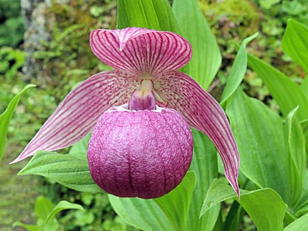 Cypripedium Ann Elizabeth, flower