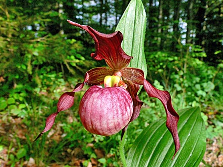 Cypripedium Anna, Blüte Cypripedium Anna, Blüte