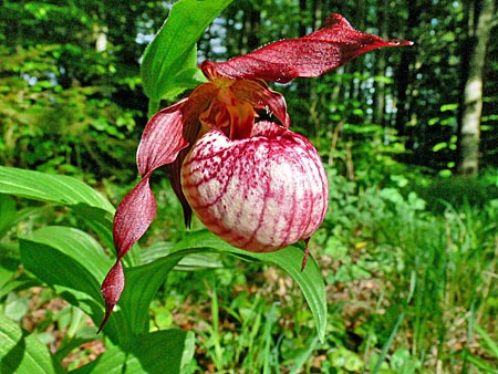 Cypripedium Anna, Blüte Cypripedium Anna, Blüte