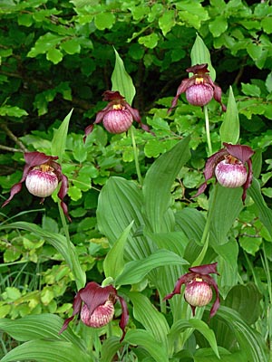 Cypripedium Anna, Horst Cypripedium Anna, Horst