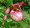 Cypripedium Anna Cypripedium Anna