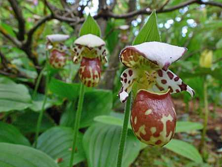 Cypripedium Alaskanum, bräunliche Variante, Blüten Cypripedium Alaskanum, bräunliche Variante, Blüten