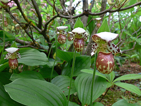 Cypripedium Alaskanum, bräunliche Variante, Horst Cypripedium Alaskanum, bräunliche Variante, Horst
