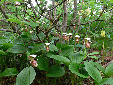 Cypripedium Alaskanum, bräunliche Variante, Horst Cypripedium Alaskanum, bräunliche Variante, Horst