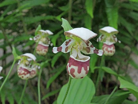 Cypripedium Alaskanum, rote Form Cypripedium Alaskanum, rote Form