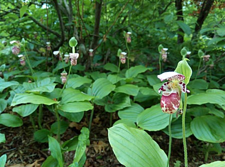 Cypripedium Alaskanum, rötliche Variante, Horst Cypripedium Alaskanum, rötliche Variante, Horst