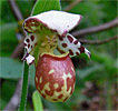 Cypripedium Alaskanum Cypripedium Alaskanum