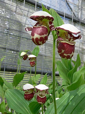 Doppelblüten von Cypripedium Alaskanum Doppelblüten von Cypripedium Alaskanum