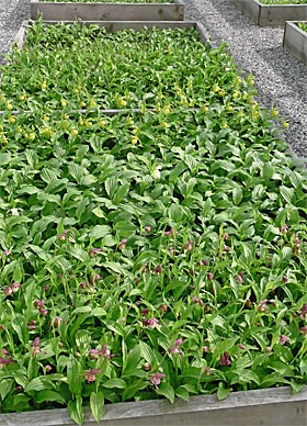 Beetkultur von Cypripedium-Hybriden Beetkultur von Cypripedium-Hybriden