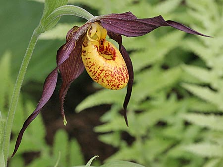 Cypripedium Chauncey, Blüte Cypripedium Chauncey, Blüte