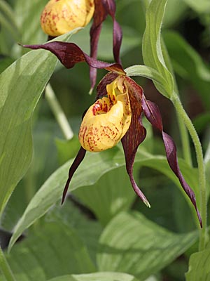Cypripedium Chauncey, Blüte Cypripedium Chauncey, Blüte