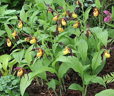 Cypripedium Chauncey, Horst Cypripedium Chauncey, Horst