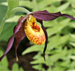 Cypripedium Chauncey Cypripedium Chauncey
