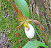 Cypripedium Columbianum Cypripedium Columbianum