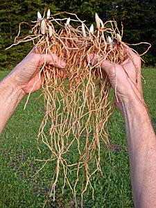 Gesunde Rhizome in Frosch®-Qualität Gesunde Rhizome in Frosch®-Qualität