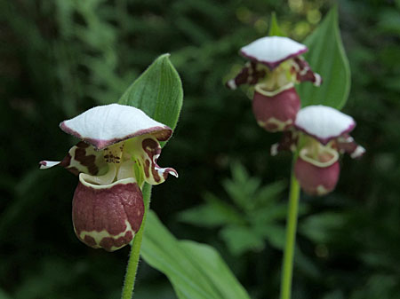 Cypripedium 'Frosch's Alaskan Beauty', Blüten Cypripedium 'Frosch's Alaskan Beauty', Blüten