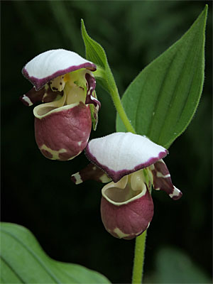 Cypripedium 'Frosch's Alaskan Beauty', Doppelblüte Cypripedium 'Frosch's Alaskan Beauty', Doppelblüte