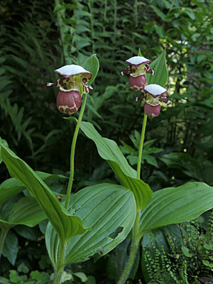 Cypripedium 'Frosch's Alaskan Beauty', Horst Cypripedium 'Frosch's Alaskan Beauty', Horst