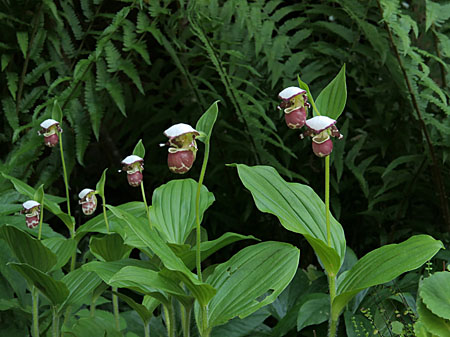 Cypripedium 'Frosch's Alaskan Beauty', Gruppe Cypripedium 'Frosch's Alaskan Beauty', Gruppe