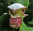 Cypripedium 'Frosch's Alaskan Beauty' Cypripedium 'Frosch's Alaskan Beauty'