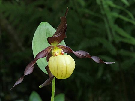 Cypripedium 'Frosch's Cutie', Blüte Cypripedium 'Frosch's Cutie', Blüte