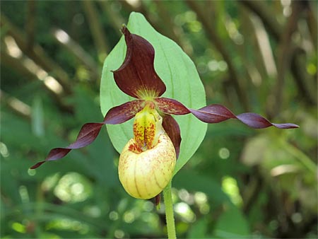 Cypripedium 'Frosch's Cutie', Blüte Cypripedium 'Frosch's Cutie', Blüte