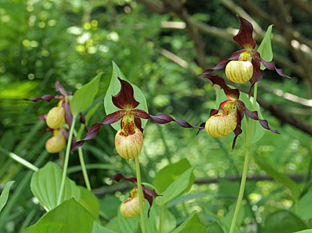 Cypripedium 'Frosch's Cutie', Gruppe Cypripedium 'Frosch's Cutie', Gruppe