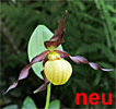 Cypripedium 'Frosch's Cutie' Cypripedium 'Frosch's Cutie'
