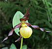 Cypripedium 'Frosch's Cutie' Cypripedium 'Frosch's Cutie'