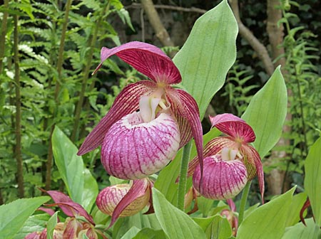 Cypripedium 'Frosch's Harlequin', Blüte Cypripedium 'Frosch's Harlequin', Blüte