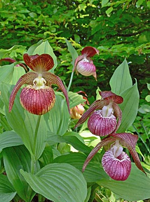 Cypripedium 'Frosch's Harlequin', Gruppe Cypripedium 'Frosch's Harlequin', Gruppe