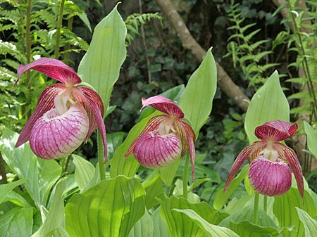 Cypripedium 'Frosch's Harlequin', Gruppe Cypripedium 'Frosch's Harlequin', Gruppe