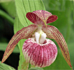 Cypripedium 'Frosch's Harlequin' Cypripedium 'Frosch's Harlequin'
