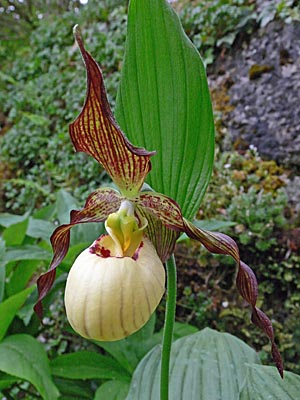 Cypripedium 'Frosch's Mother Earth', Blüte Cypripedium 'Frosch's Mother Earth', Blüte