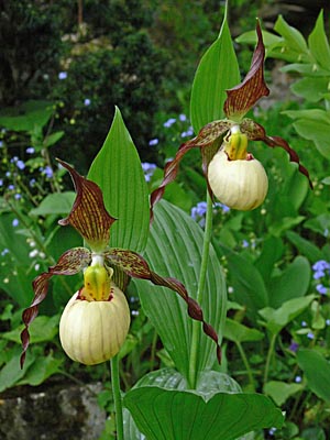 Cypripedium 'Frosch's Mother Earth', Blüte Cypripedium 'Frosch's Mother Earth', Blüte
