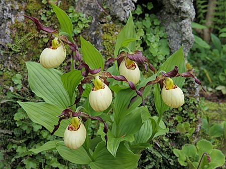 Cypripedium 'Frosch's Mother Earth', Horst Cypripedium 'Frosch's Mother Earth', Horst