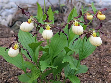 Cypripedium 'Frosch's Mother Earth', Horst Cypripedium 'Frosch's Mother Earth', Horst
