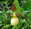 Cypripedium 'Frosch's Mother Earth' Cypripedium 'Frosch's Mother Earth'
