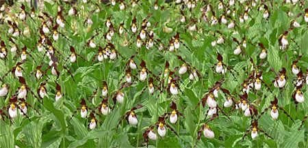 Cypripedium 'Frosch's Mountain King' Cypripedium 'Frosch's Mountain King'
