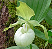 Cypripedium 'Frosch's Queen of the Mist' Cypripedium 'Frosch's Queen of the Mist'