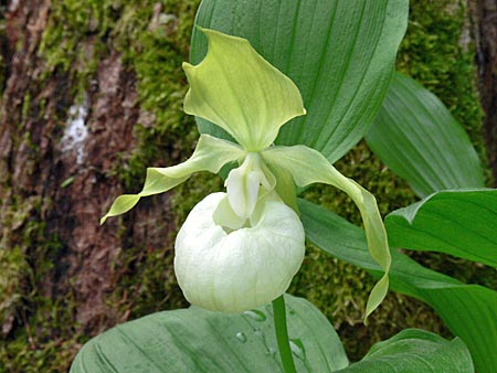 Cypripedium 'Frosch's Queen of the Mist', Blüte Cypripedium 'Frosch's Queen of the Mist', Blüte