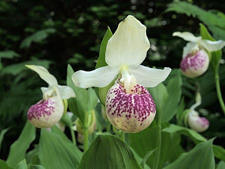 Cypripedium 'Frosch's Ulla Freckles', flower