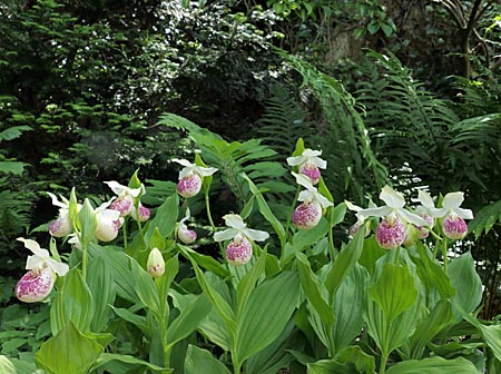 Cypripedium 'Frosch's Ulla Freckles', group