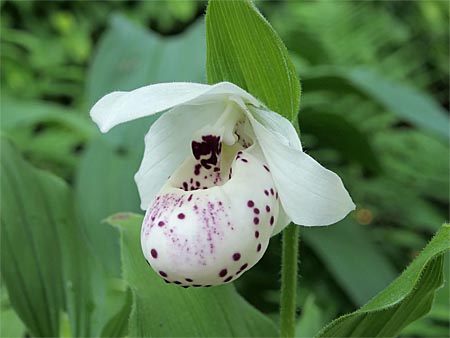 Cypripedium 'Frosch's Ulla Spots', flower