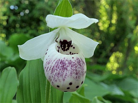 Cypripedium 'Frosch's Ulla Spots', flower